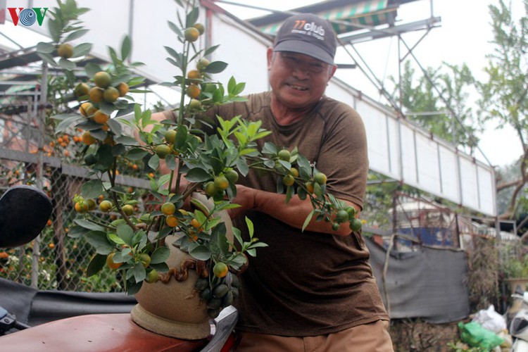 bonsai kumquat trees of tu lien village attracts customers hinh 12