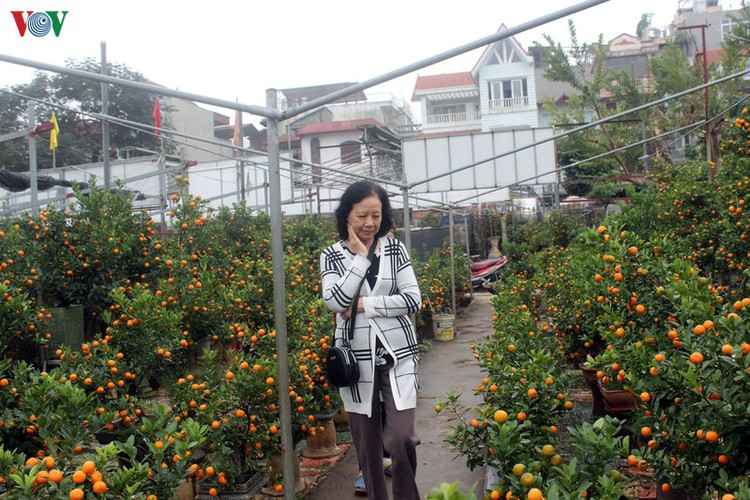 bonsai kumquat trees of tu lien village attracts customers hinh 13