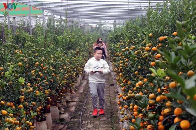 bonsai kumquat trees of tu lien village attracts customers hinh 14