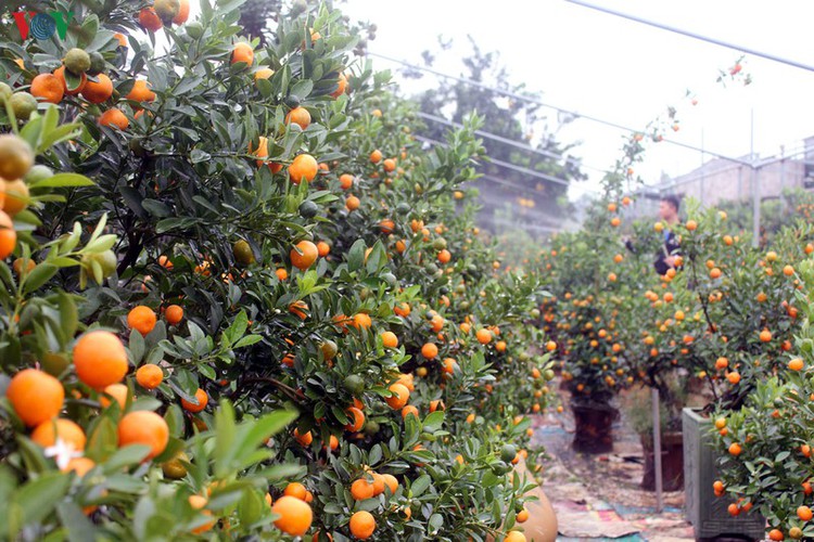 bonsai kumquat trees of tu lien village attracts customers hinh 1