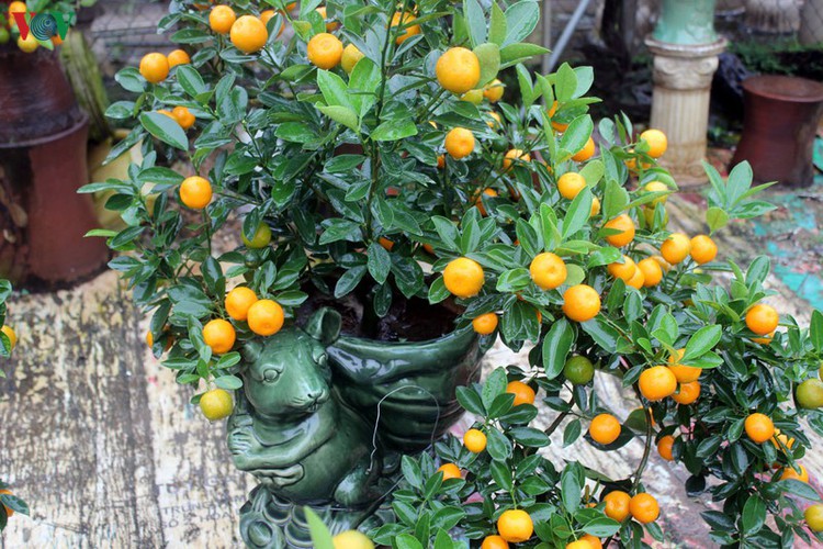 bonsai kumquat trees of tu lien village attracts customers hinh 2