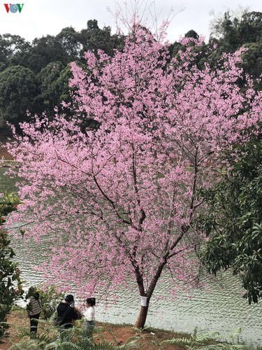 discovering beautiful cherry blossoms of kon tum hinh 3