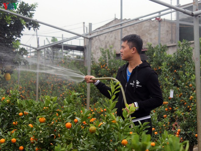 bonsai kumquat trees of tu lien village attracts customers hinh 4