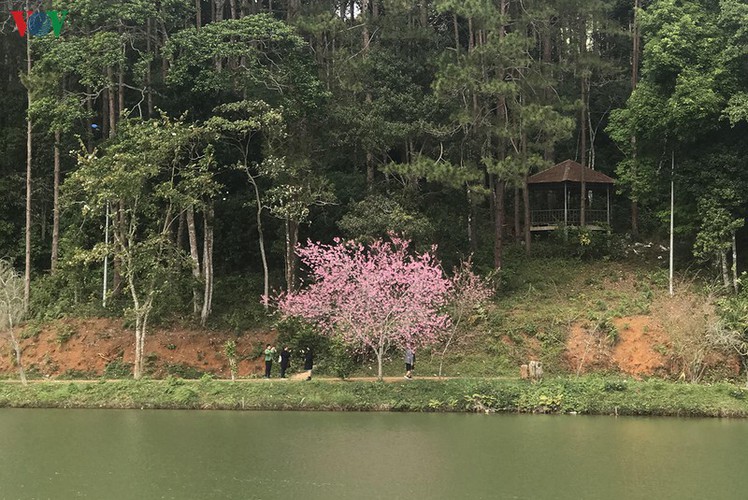 discovering beautiful cherry blossoms of kon tum hinh 5