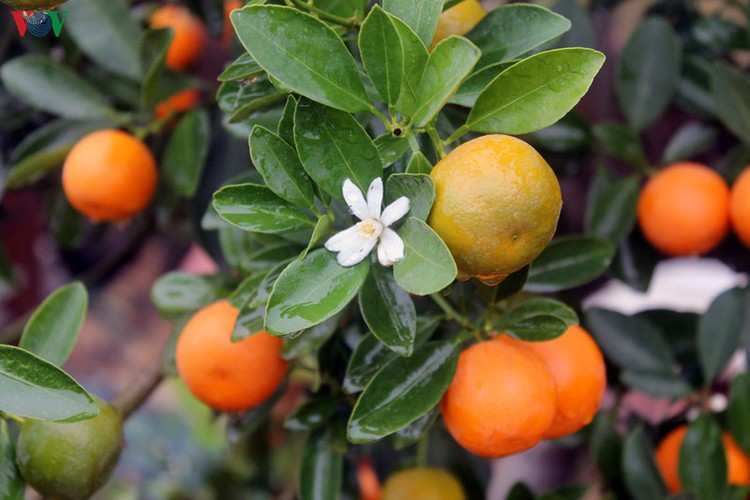 bonsai kumquat trees of tu lien village attracts customers hinh 5