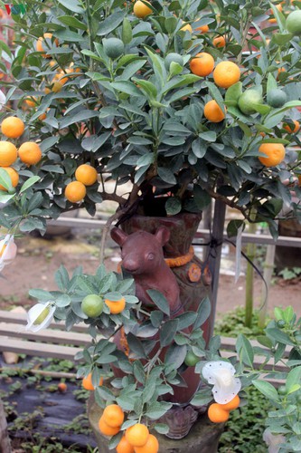 bonsai kumquat trees of tu lien village attracts customers hinh 6