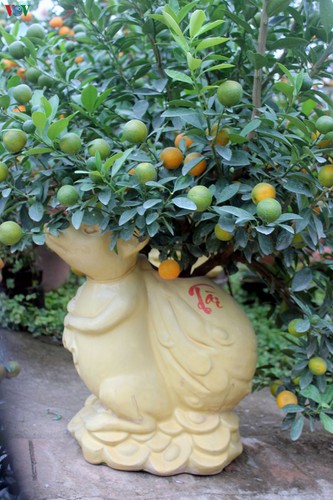 bonsai kumquat trees of tu lien village attracts customers hinh 7