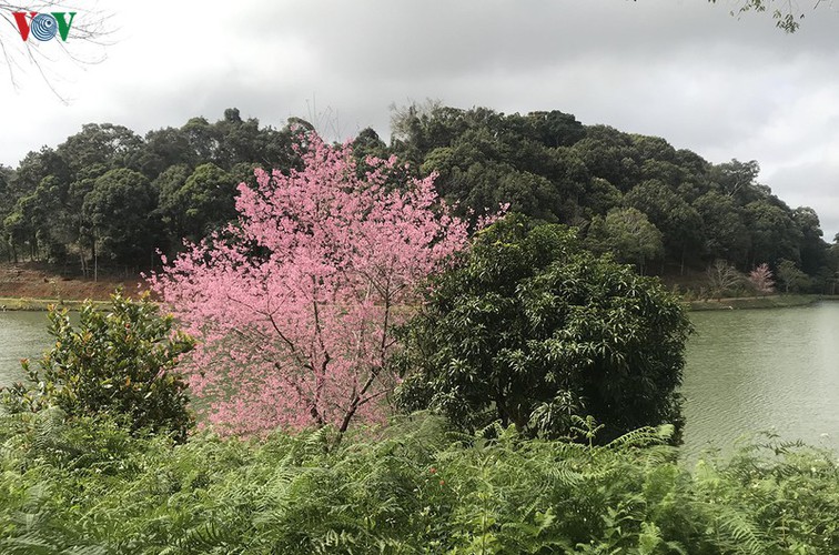discovering beautiful cherry blossoms of kon tum hinh 8