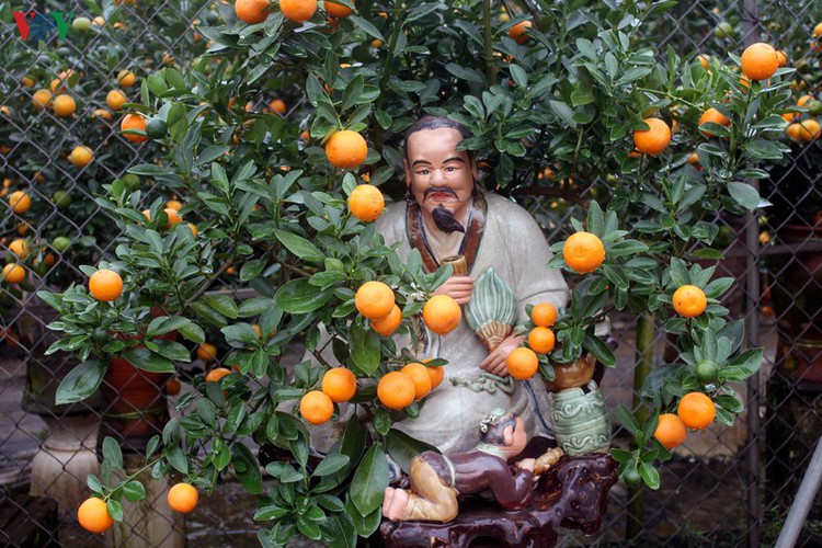 bonsai kumquat trees of tu lien village attracts customers hinh 8