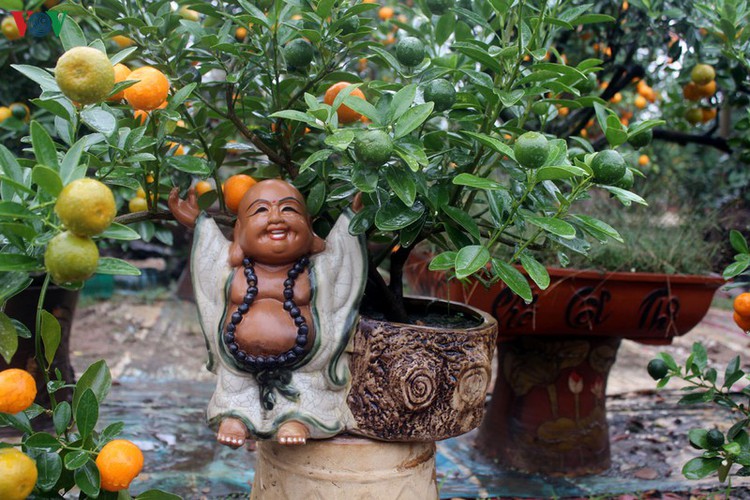 bonsai kumquat trees of tu lien village attracts customers hinh 9