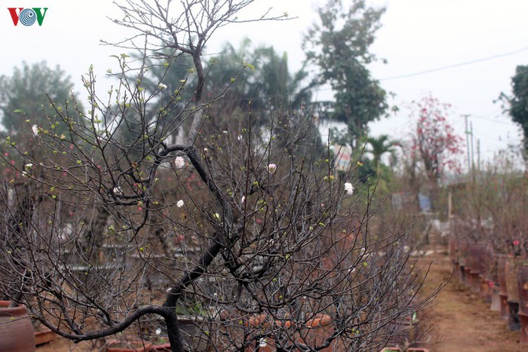 white apricot trees sought by choosy customers ahead of tet hinh 2