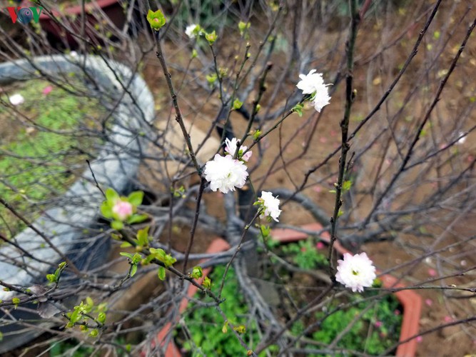 white apricot trees sought by choosy customers ahead of tet hinh 3
