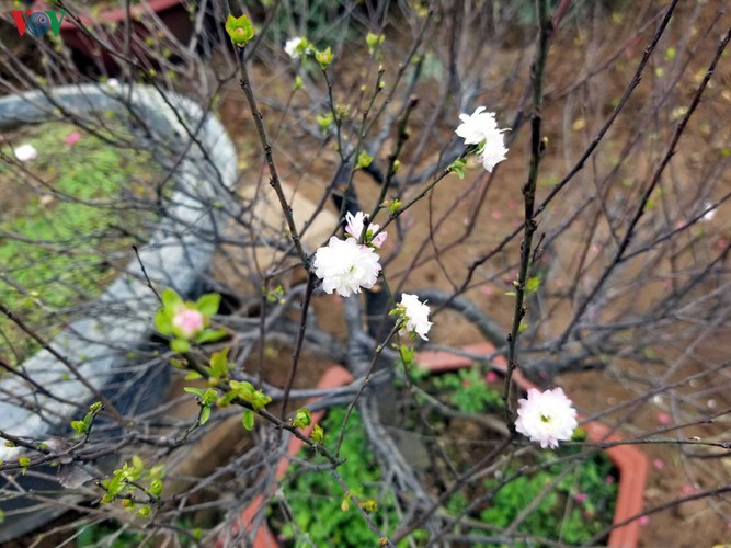 white apricot trees sought by choosy customers ahead of tet hinh 3