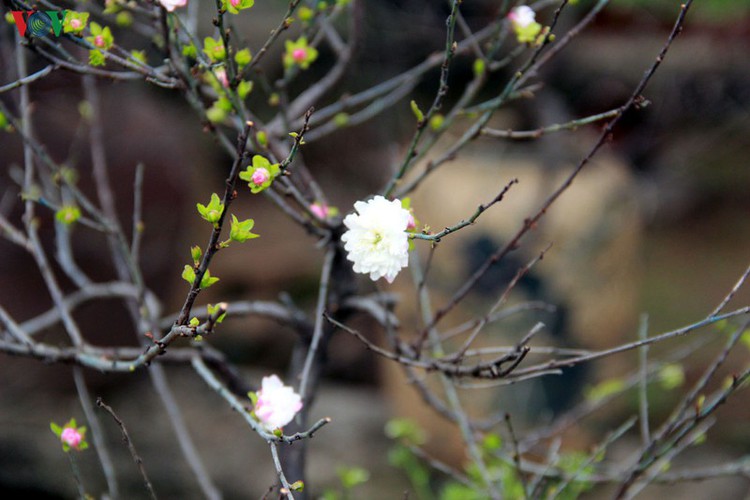white apricot trees sought by choosy customers ahead of tet hinh 4