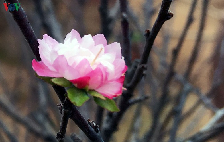 white apricot trees sought by choosy customers ahead of tet hinh 5