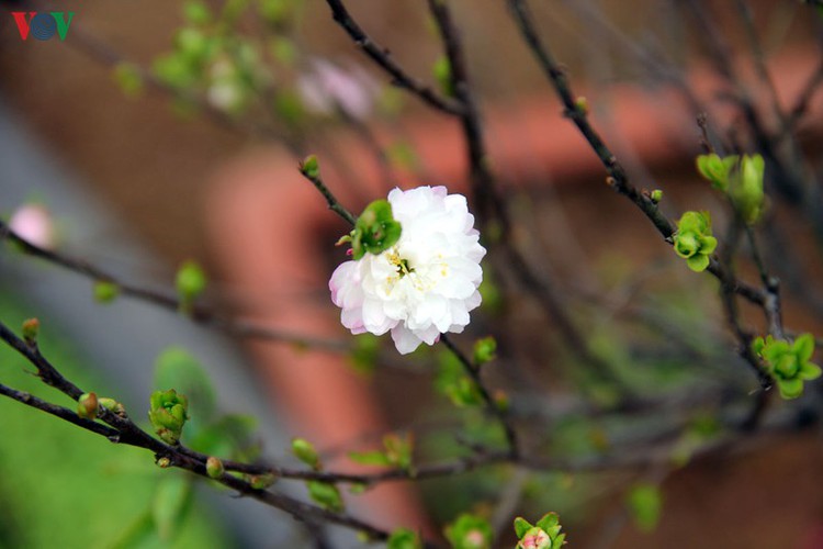 white apricot trees sought by choosy customers ahead of tet hinh 6