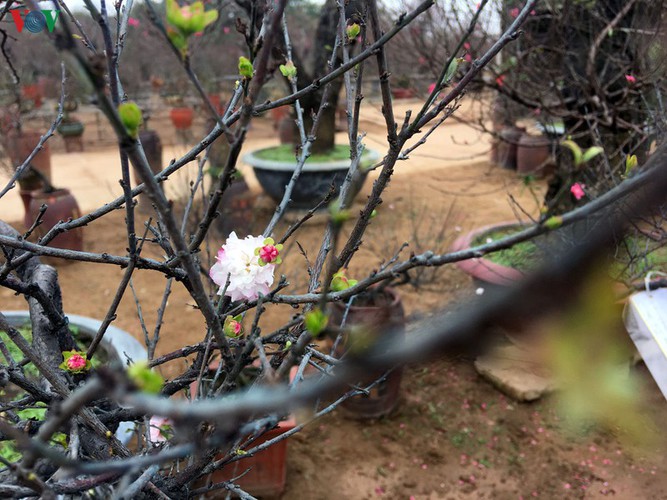 white apricot trees sought by choosy customers ahead of tet hinh 7