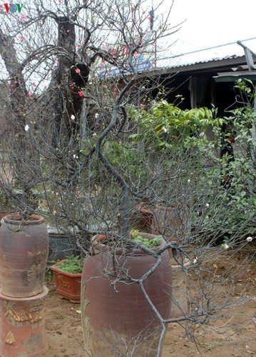 white apricot trees sought by choosy customers ahead of tet hinh 8