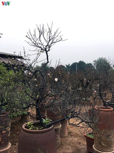 white apricot trees sought by choosy customers ahead of tet hinh 9