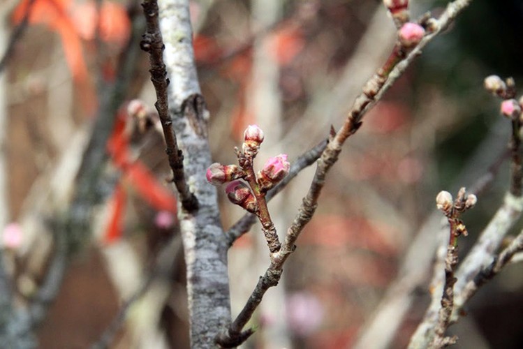 hanoi's streets flooded by wild peach blossoms as tet approaches hinh 12