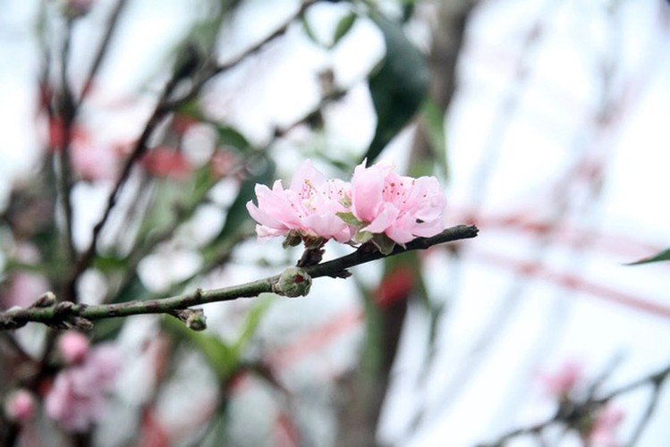 hanoi's streets flooded by wild peach blossoms as tet approaches hinh 13