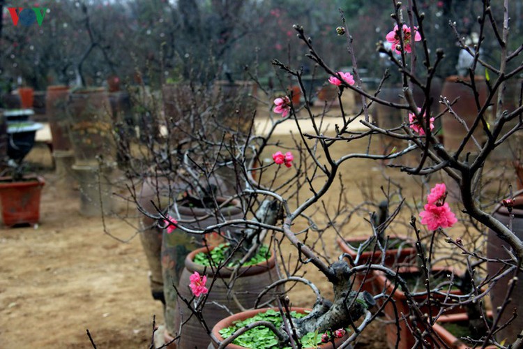crowds flock to nhat tan flower village as tet draws near hinh 13