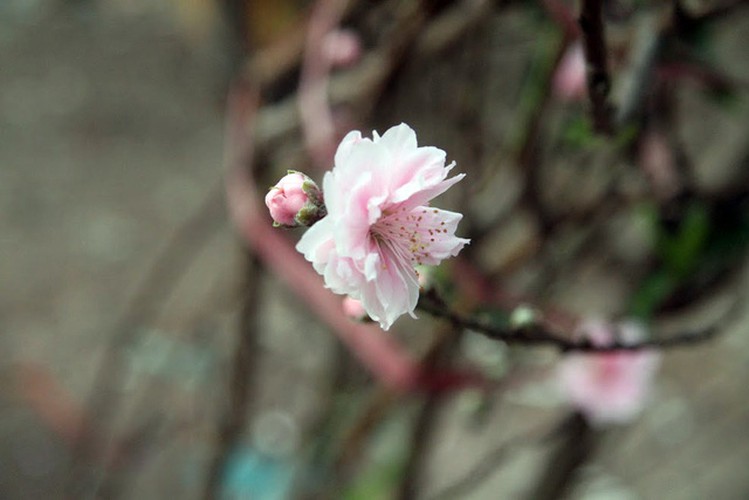 hanoi's streets flooded by wild peach blossoms as tet approaches hinh 14
