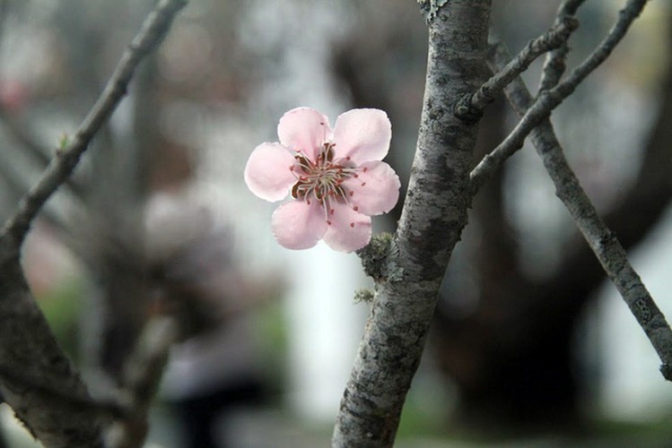 hanoi's streets flooded by wild peach blossoms as tet approaches hinh 15