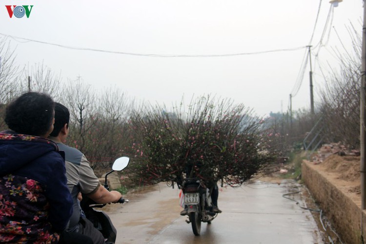 crowds flock to nhat tan flower village as tet draws near hinh 15