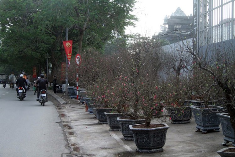 hanoi's streets flooded by wild peach blossoms as tet approaches hinh 1