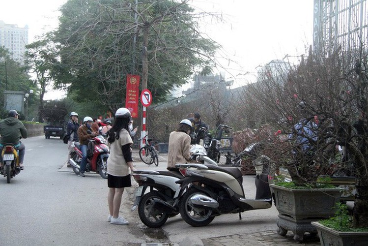 hanoi's streets flooded by wild peach blossoms as tet approaches hinh 2