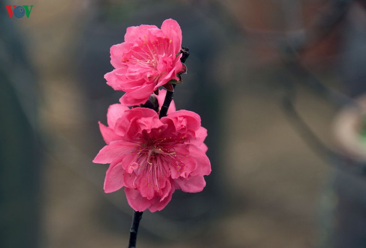 crowds flock to nhat tan flower village as tet draws near hinh 3