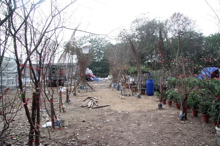hanoi's streets flooded by wild peach blossoms as tet approaches hinh 4