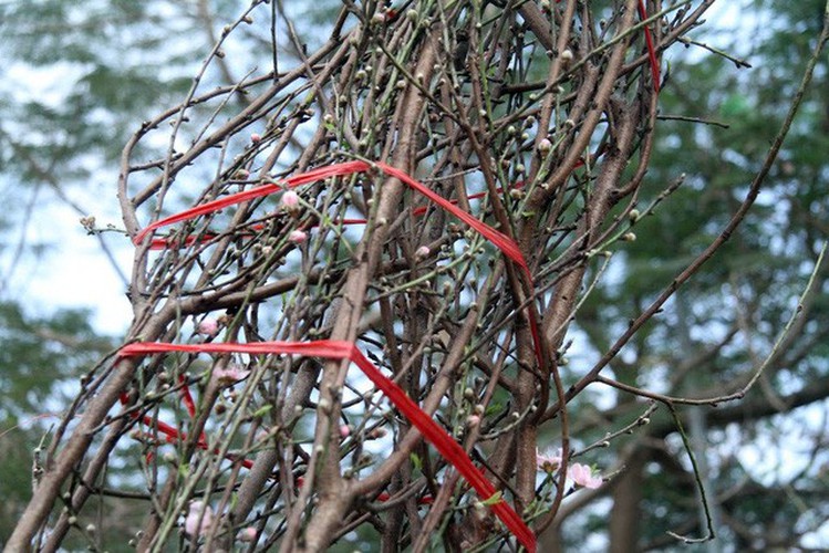 hanoi's streets flooded by wild peach blossoms as tet approaches hinh 5