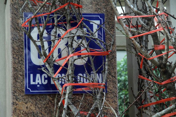 hanoi's streets flooded by wild peach blossoms as tet approaches hinh 6