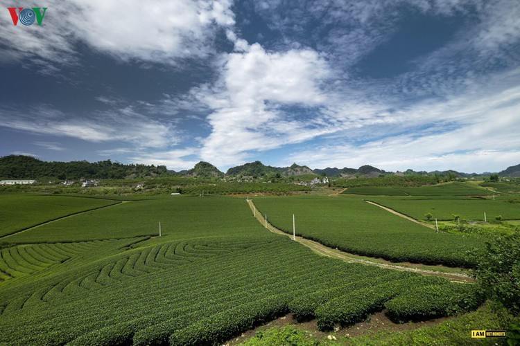 tourists descend on moc chau to enjoy colourful flowers hinh 3