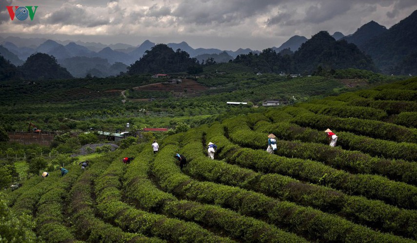 tourists descend on moc chau to enjoy colourful flowers hinh 4