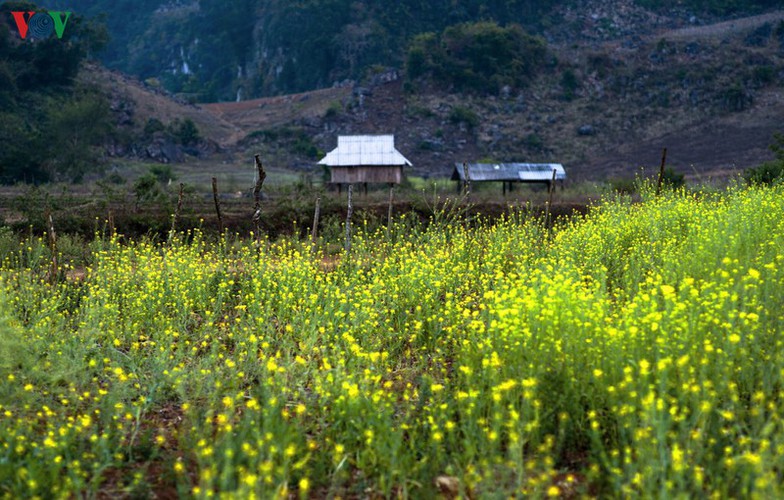 tourists descend on moc chau to enjoy colourful flowers hinh 5