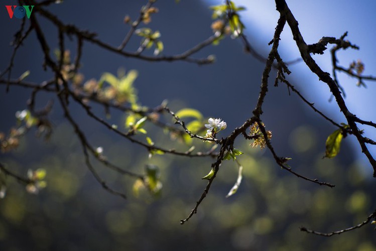 tourists descend on moc chau to enjoy colourful flowers hinh 7