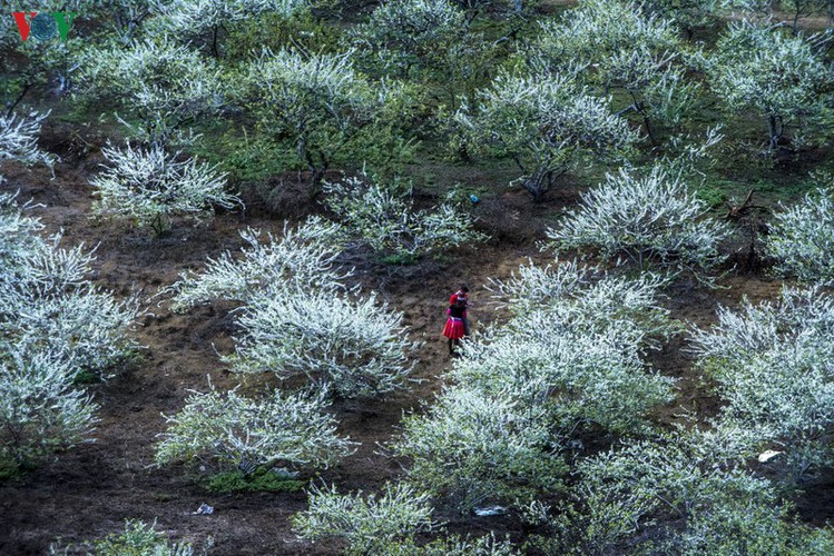 tourists descend on moc chau to enjoy colourful flowers hinh 8