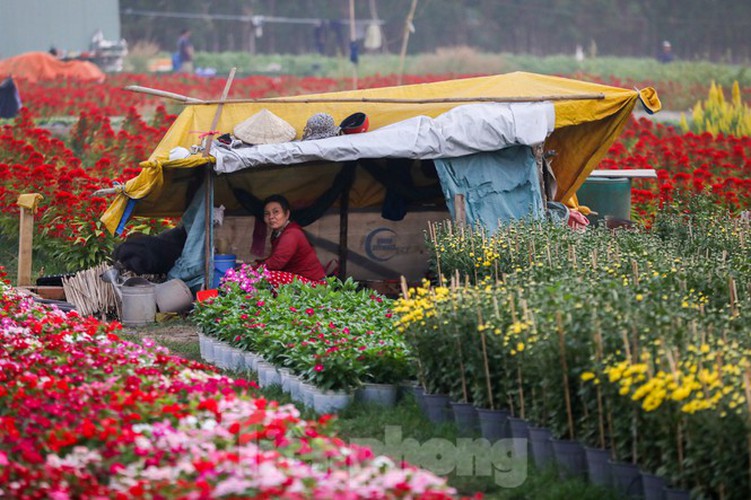 tet preparations underway for gardeners in hcm city’s flower village hinh 10