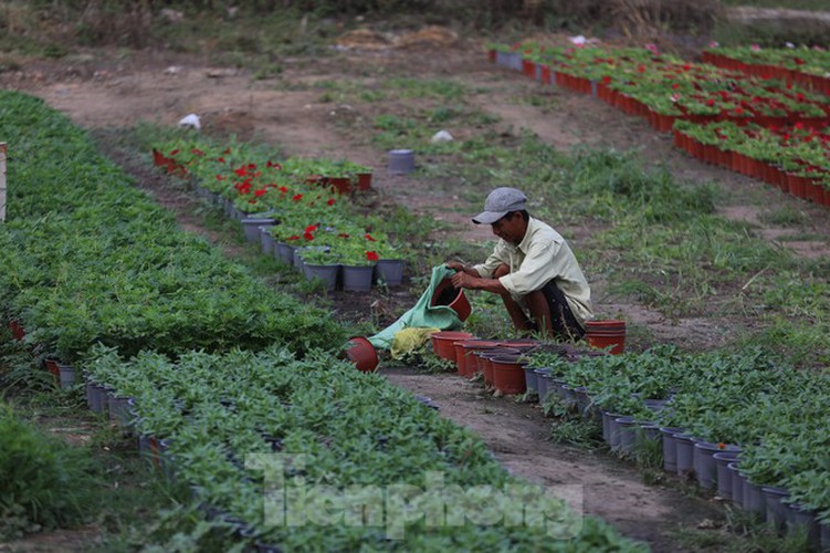 tet preparations underway for gardeners in hcm city’s flower village hinh 11