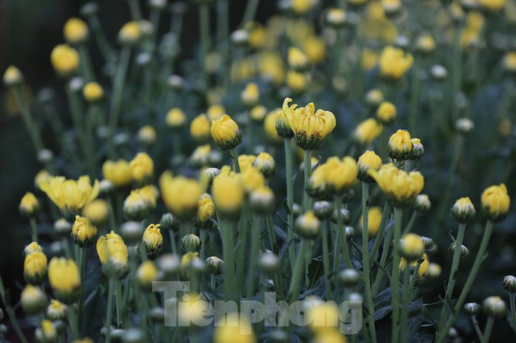 tet preparations underway for gardeners in hcm city’s flower village hinh 12