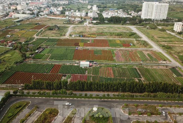 tet preparations underway for gardeners in hcm city’s flower village hinh 13