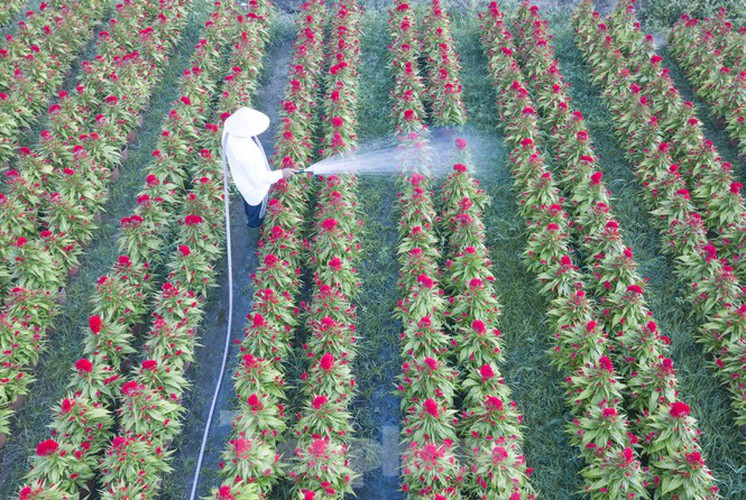 tet preparations underway for gardeners in hcm city’s flower village hinh 1