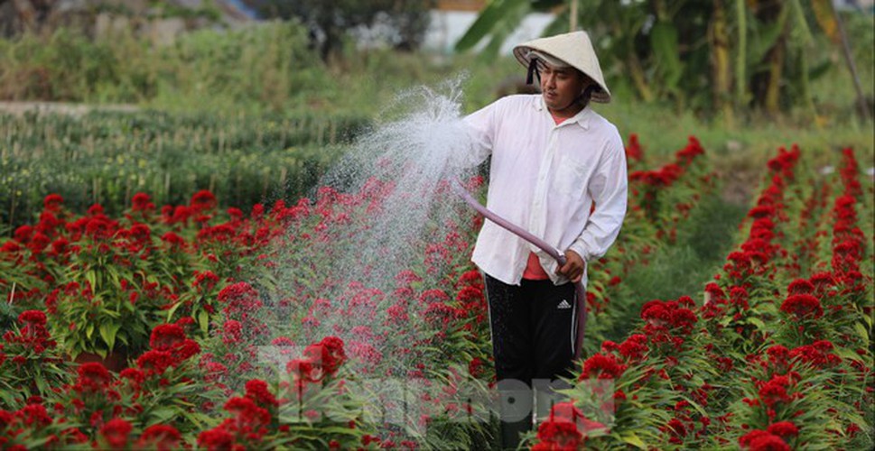 tet preparations underway for gardeners in hcm city’s flower village hinh 2