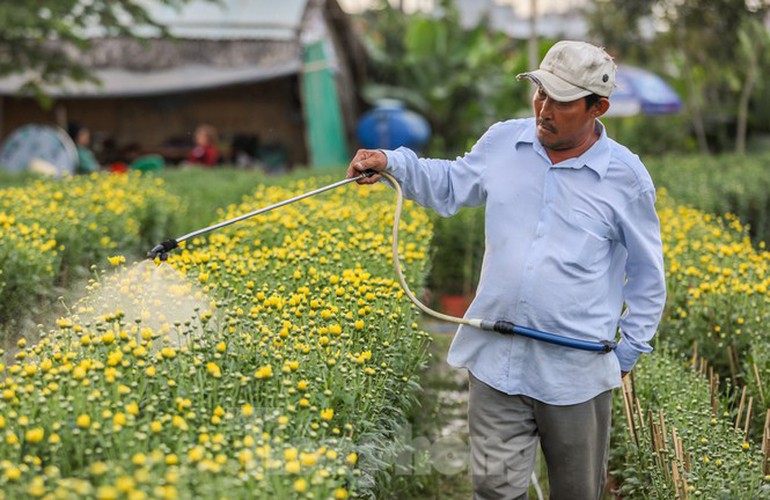 tet preparations underway for gardeners in hcm city’s flower village hinh 3