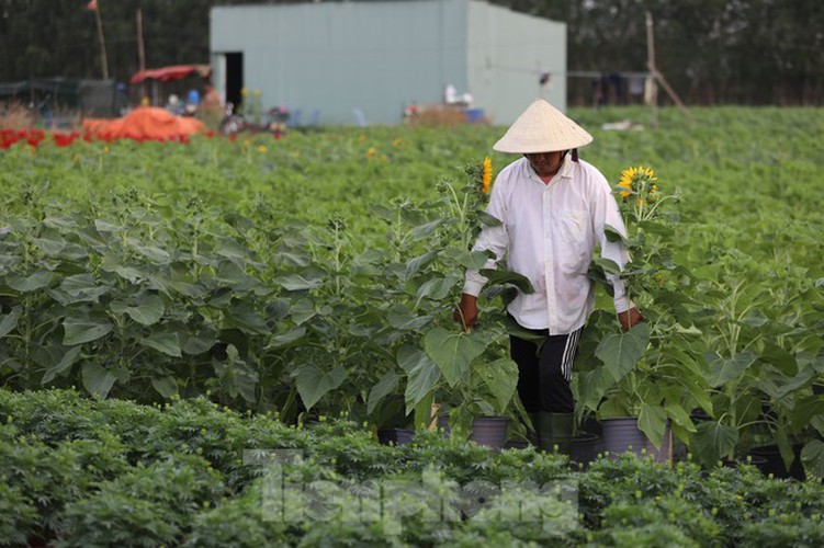 tet preparations underway for gardeners in hcm city’s flower village hinh 4