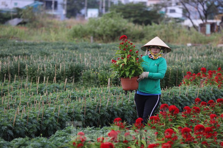 tet preparations underway for gardeners in hcm city’s flower village hinh 5