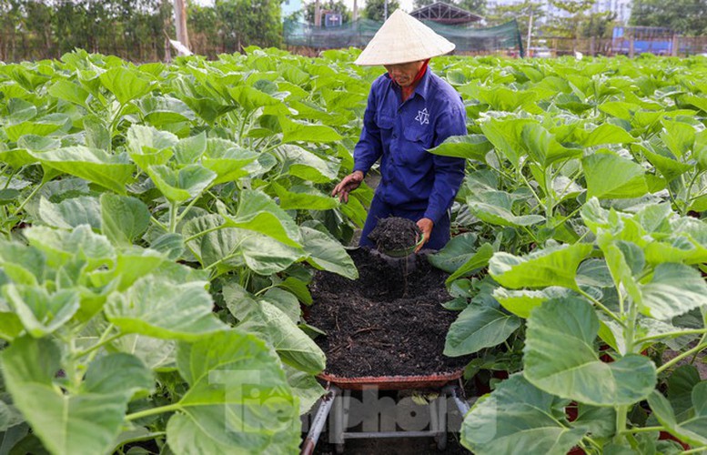 tet preparations underway for gardeners in hcm city’s flower village hinh 6